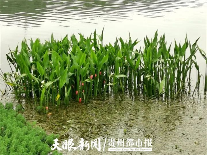 DƬ